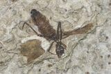 Fossil March Fly (Plecia) - Green River Formation #154544-1
